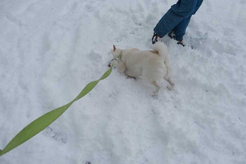 犬は喜び、庭駆け回る_c0003475_2148782.jpg