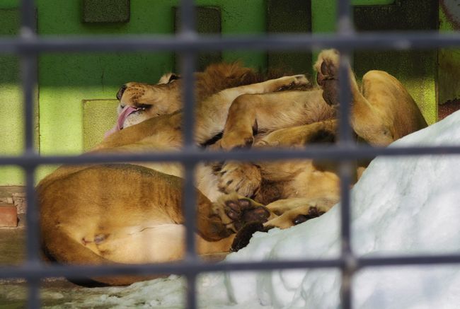 1月6日の釧路市動物園の動物たち_b0014576_22534705.jpg