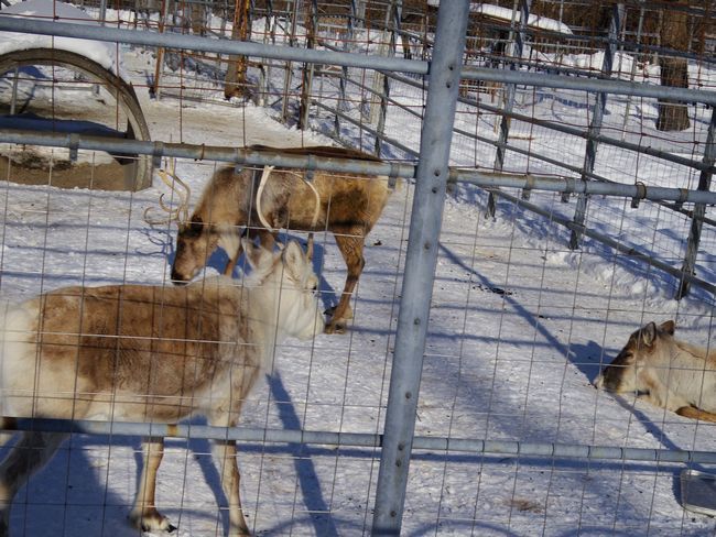 1月6日の釧路市動物園の動物たち_b0014576_23185007.jpg