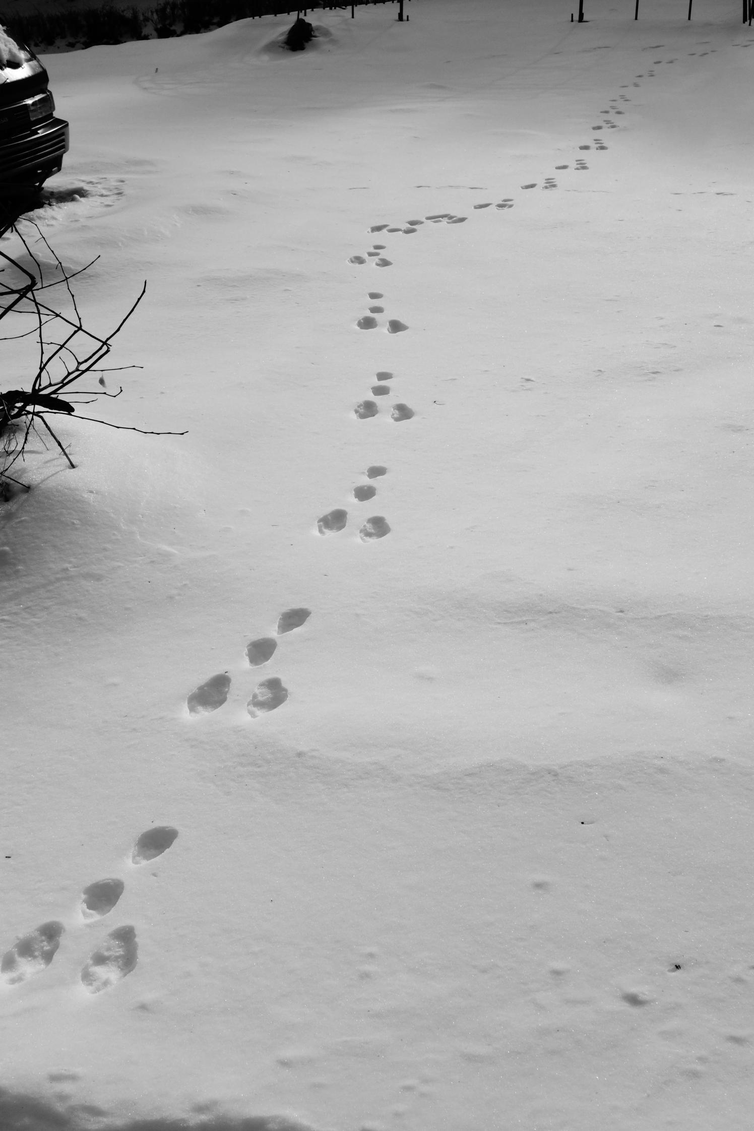 雪 につい た 動物 の 足跡