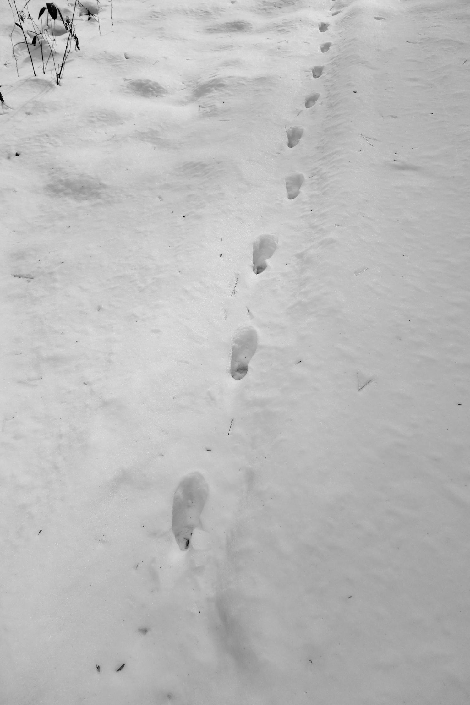 雪の上の足跡 17 写真散歩 Photoing In Neighborhood