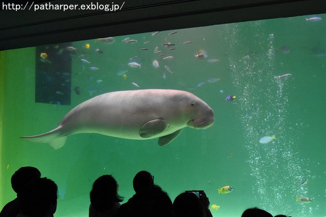 鳥羽水族館 アルミスケール 定規 物差し ラッコ ジュゴン