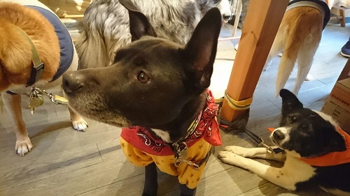 c0337990_20391060.jpg