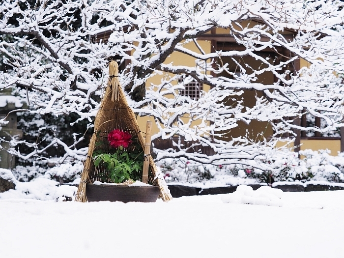 雪の徳川園　その2_e0075403_19420980.jpg