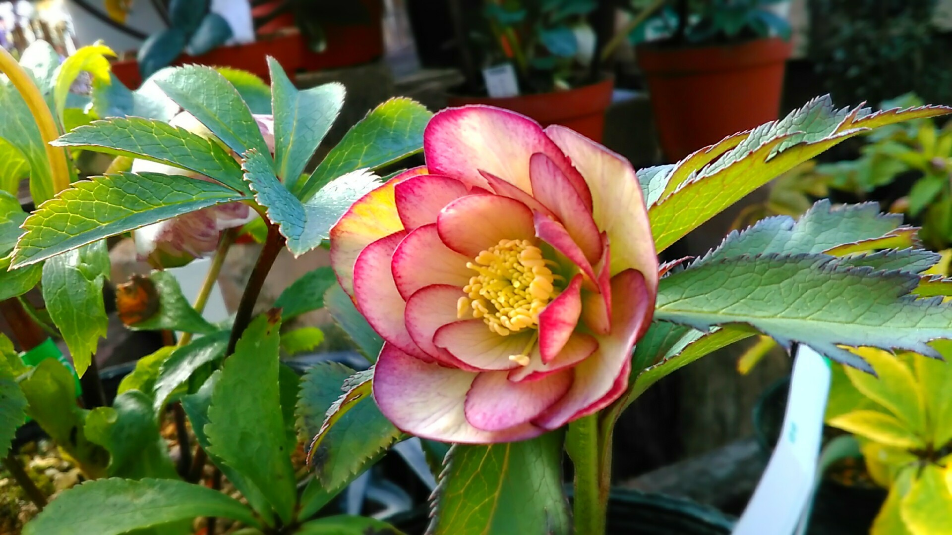 魅惑する花 クリスマスローズ 風雅舎ブログ 魅惑する花 クリスマスローズ 風雅舎ブログ