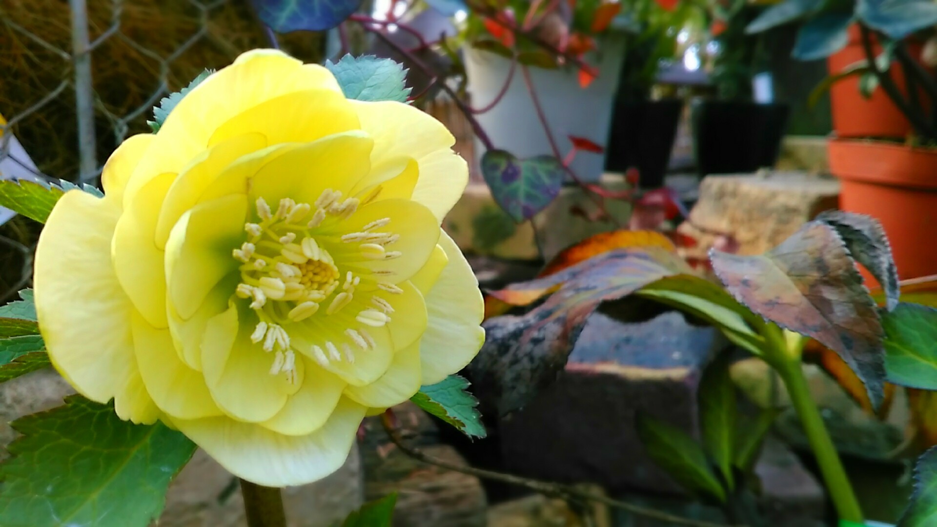 魅惑する花 クリスマスローズ 風雅舎ブログ 魅惑する花 クリスマスローズ 風雅舎ブログ