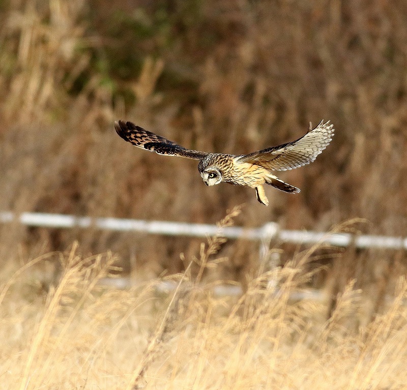 ホバリングしたコミミズクを・・・_c0213607_18024906.jpg