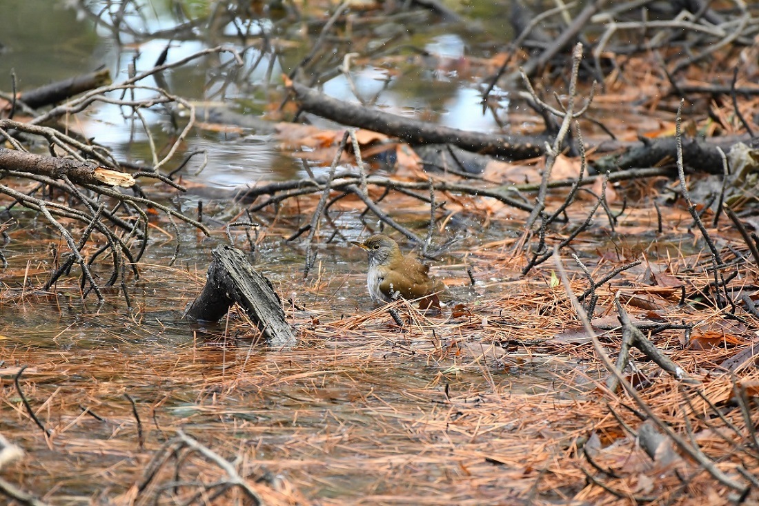 H山公園の野鳥_b0367008_14303366.jpg