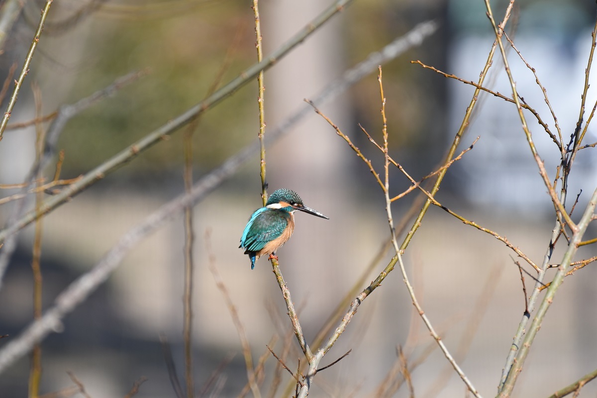 H山公園の野鳥_b0367008_14305120.jpg