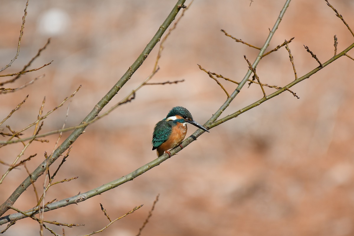 H山公園の野鳥_b0367008_14310507.jpg