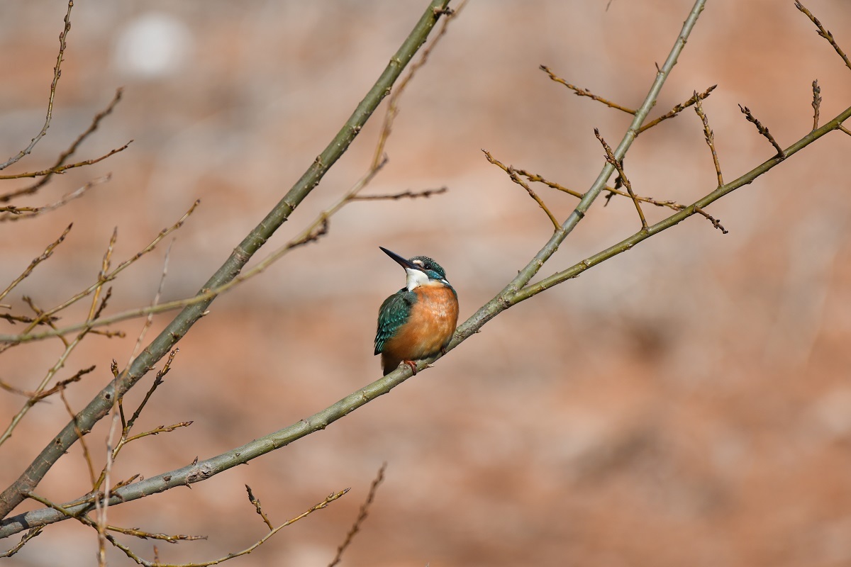 H山公園の野鳥_b0367008_14312160.jpg