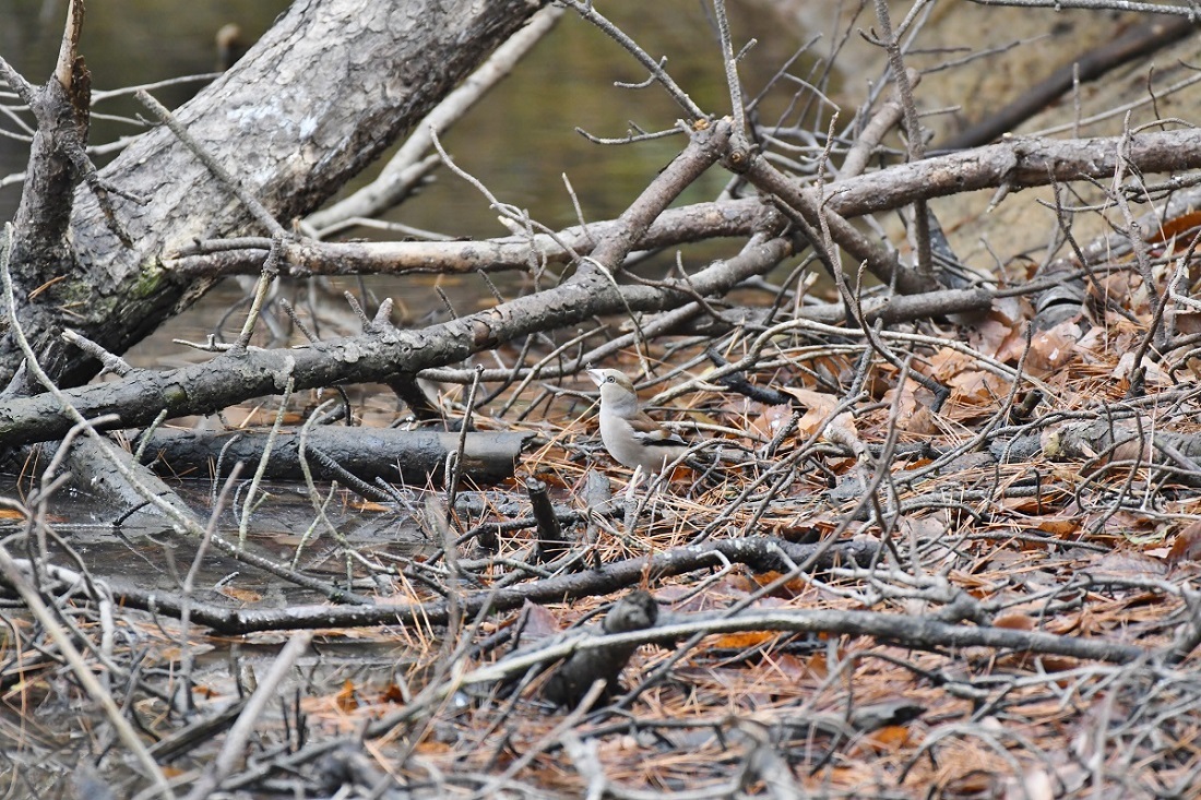 H山公園の野鳥_b0367008_14313728.jpg