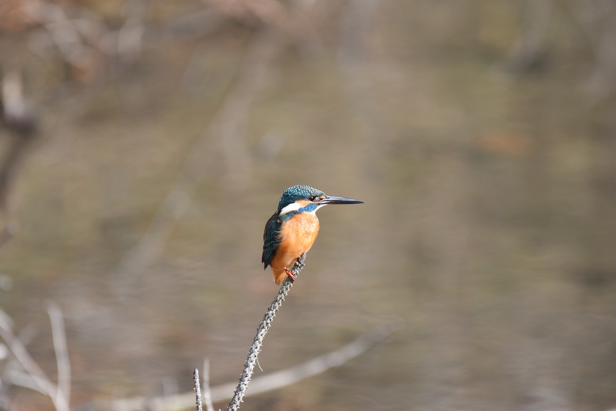 H山公園の野鳥_b0367008_14315158.jpg