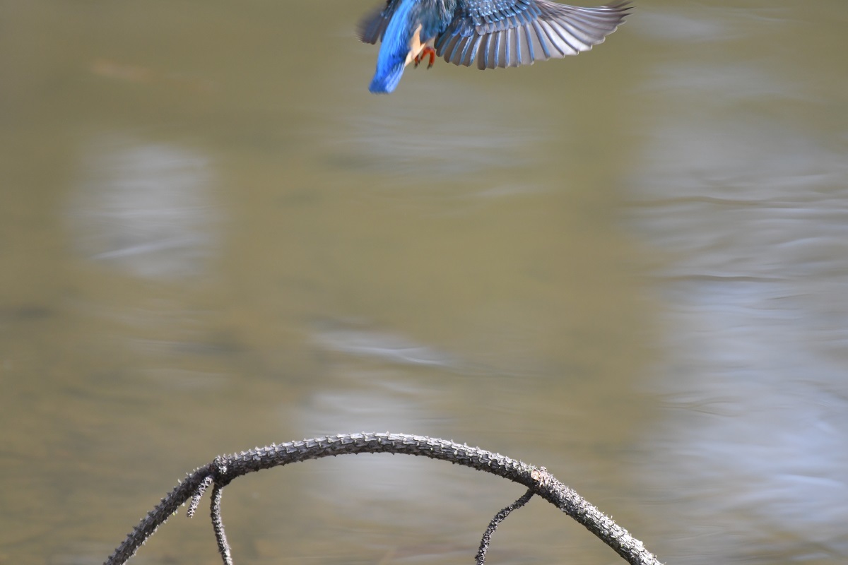 H山公園の野鳥_b0367008_14320530.jpg