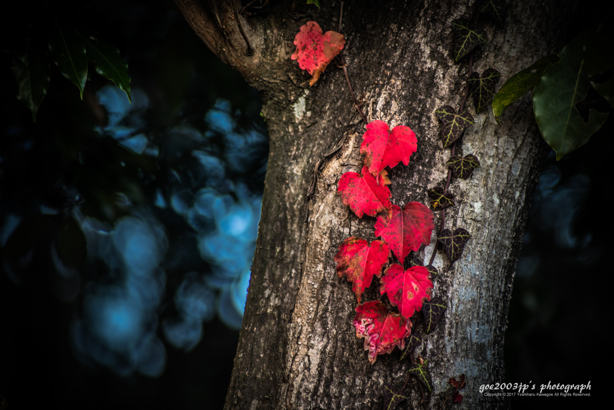 ☆ Red leaves ☆_d0107811_23321488.jpg