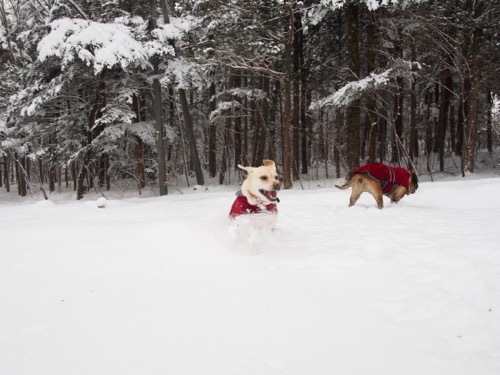 雪を楽しんでます_e0192217_20024630.jpg