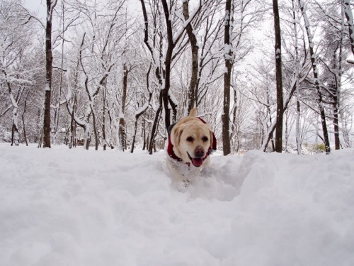 雪を楽しんでます_e0192217_20024707.jpg