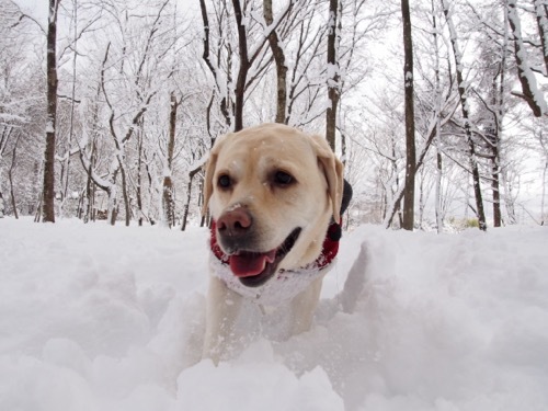 雪を楽しんでます_e0192217_20024765.jpg