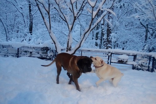雪を楽しんでます_e0192217_20034627.jpg