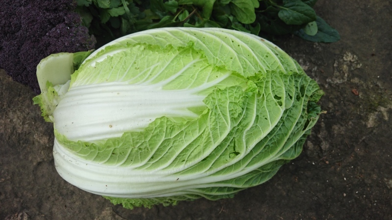 今日の、野菜で_a0125419_17145822.jpg
