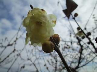 初春の花はチョット早かった_d0140422_18453724.jpg