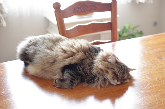 テーブルの上に乗る猫 きょうだい猫と仲良し暮らし