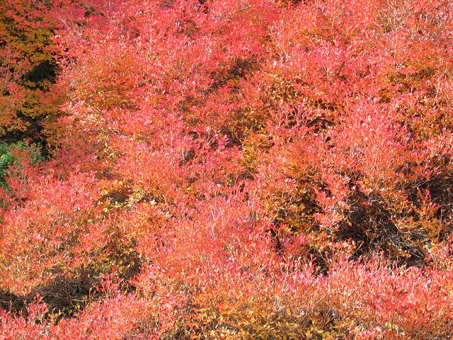 800キロ自動車の旅 但馬安国禅寺_e0321325_812869.jpg