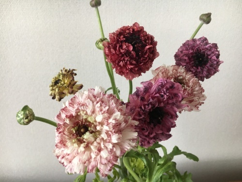 花で明るく元気に_e0326953_14444960.jpg