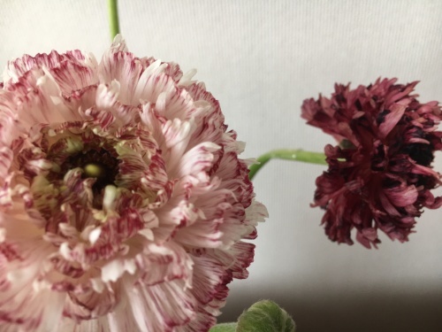 花で明るく元気に_e0326953_14450371.jpg