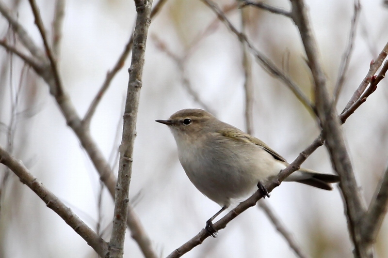 チフチャフの鳴き声を ｔ ｈの野鳥写真