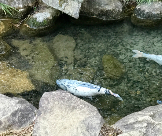 高幡不動　ござれ市　2017年1月_e0062977_06593431.jpg