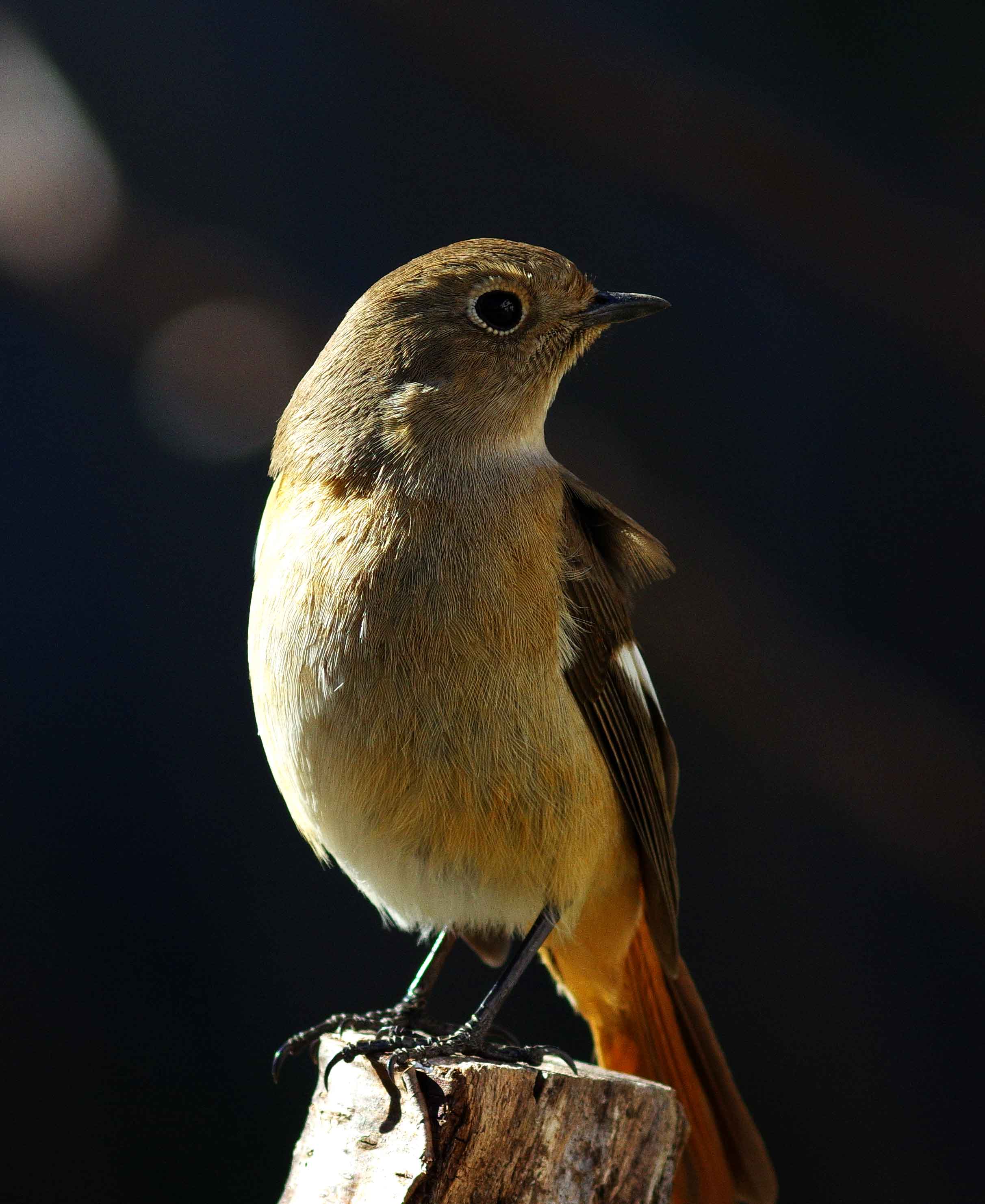 2017年　１月　　野鳥_c0176183_14382341.jpg