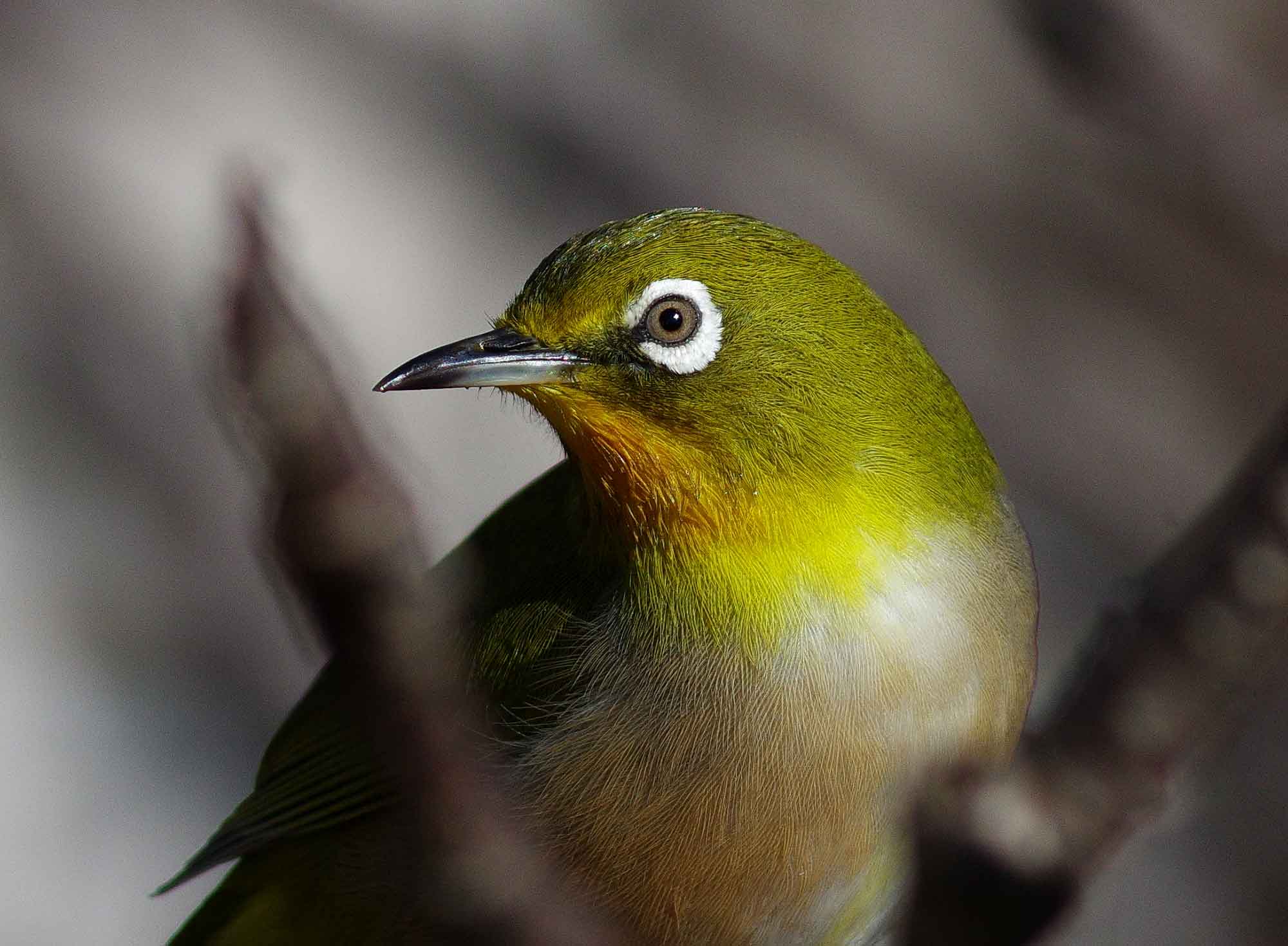 2017年　１月　　野鳥_c0176183_14393566.jpg