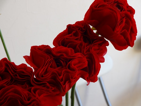 深紅のラナンキュラス フラワーショップデリカの花日記