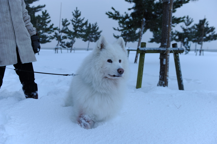 豪雪キャンプ♪　2_a0049296_1942988.jpg