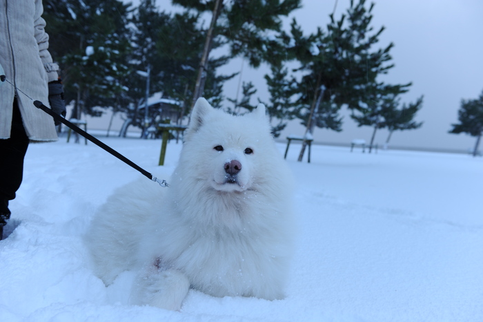 豪雪キャンプ♪　2_a0049296_1945387.jpg