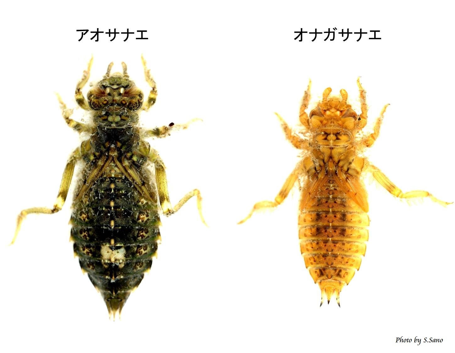 アオサナエとオナガサナエ_b0348205_23250740.jpg