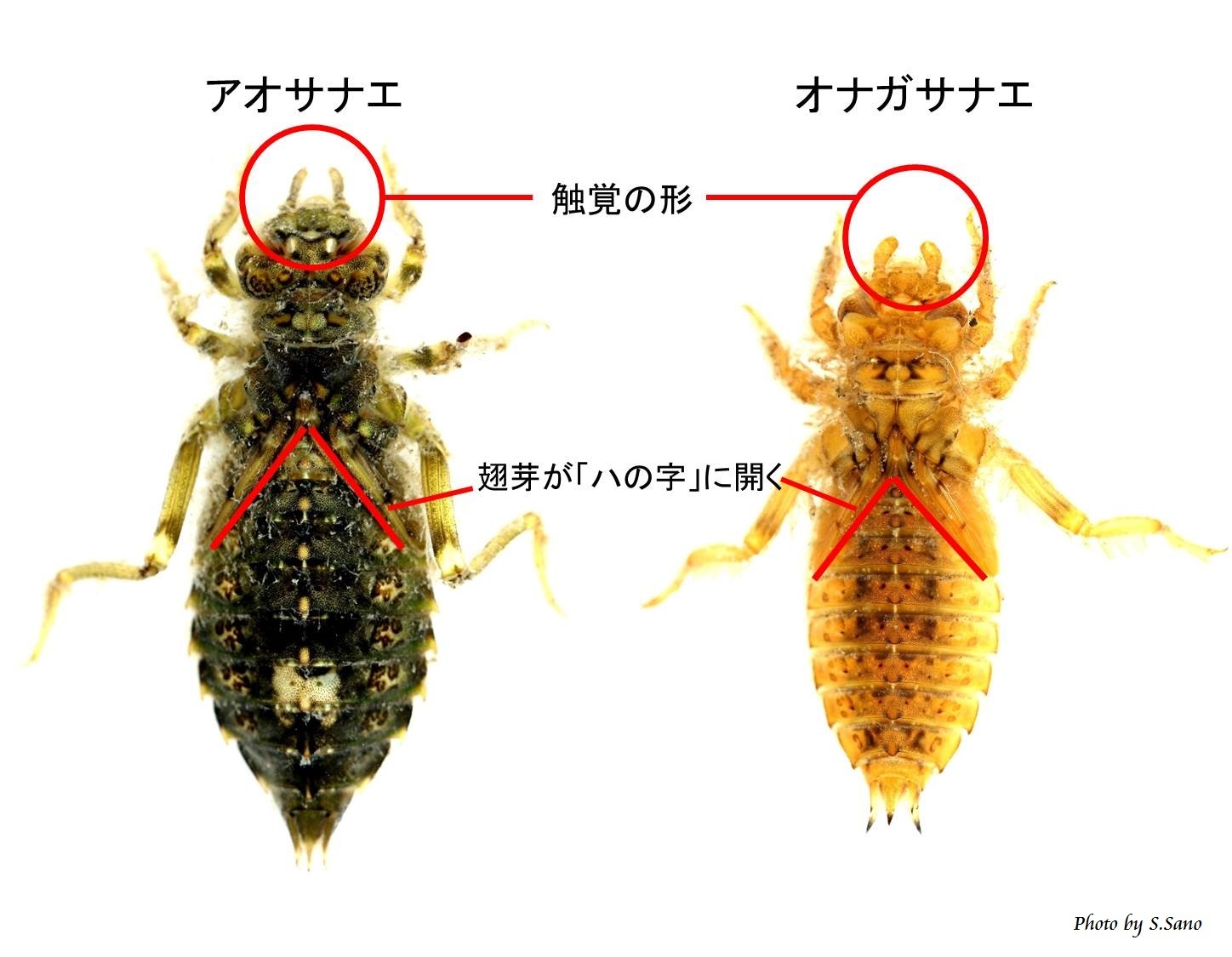 アオサナエとオナガサナエ_b0348205_23252506.jpg