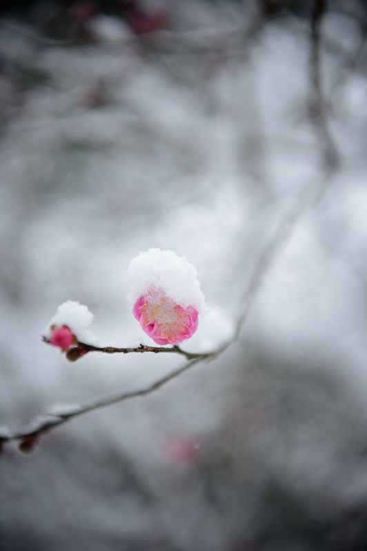 京の雪景色2017　東福寺･其の二_f0032011_22000841.jpg