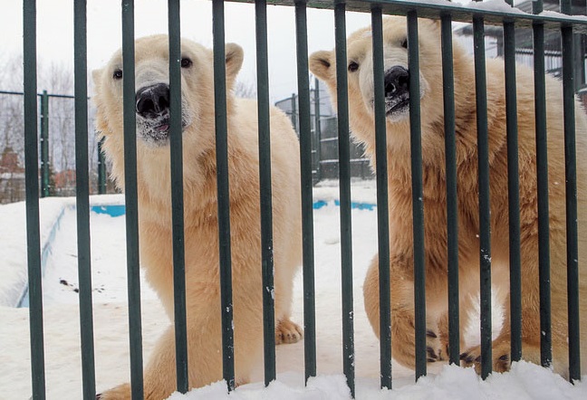 モスクワ動物園・ヴォロコラムスク附属保護施設でシェールィとビェールィが報道陣に公開_a0151913_2224058.jpg