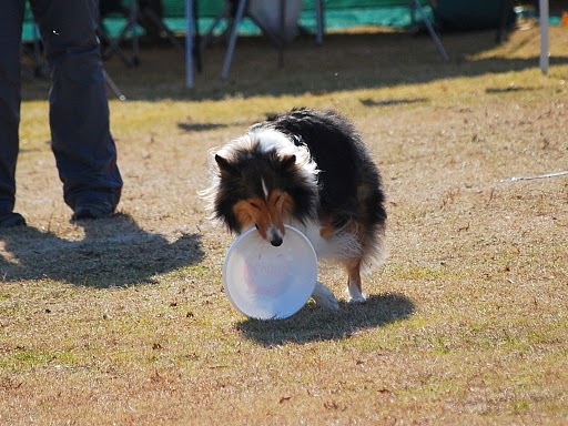 遊べる犬に_e0190220_8154561.jpg