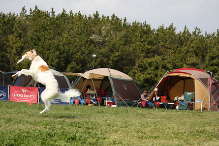 遊べる犬に_e0190220_816239.jpg