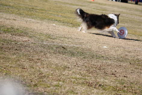 遊べる犬に_e0190220_816996.jpg