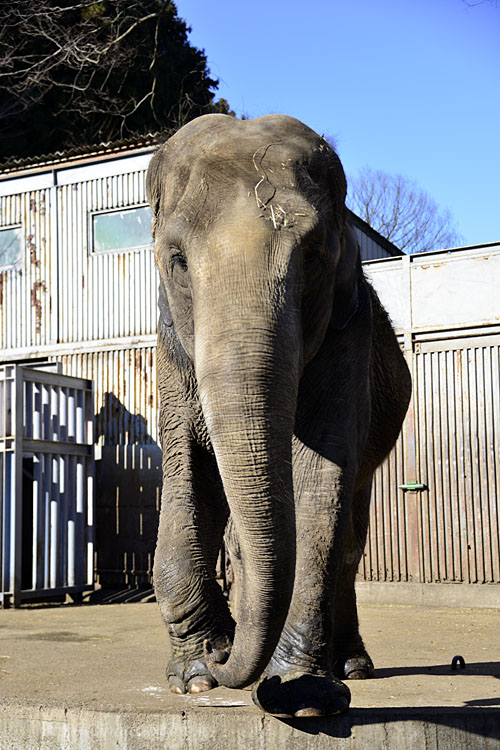 2016.12.28&31【合併号】 宇都宮動物園☆象の宮子ちゃん【Elephant】_f0250322_21224331.jpg