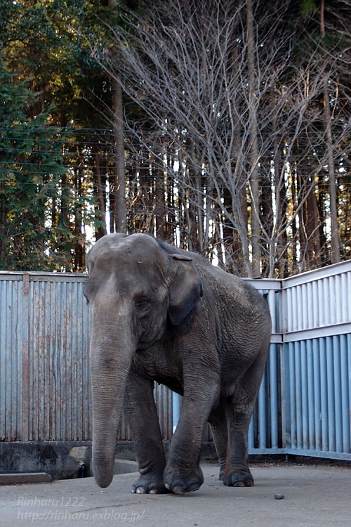 2016.12.28&31【合併号】 宇都宮動物園☆象の宮子ちゃん【Elephant】_f0250322_21231062.jpg