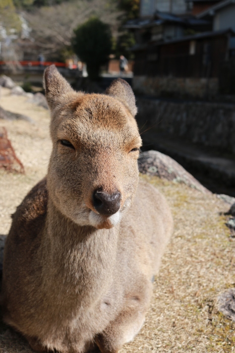*宮島*「牡蠣屋」 広島旅行 - 4 -_f0348831_22234300.jpg
