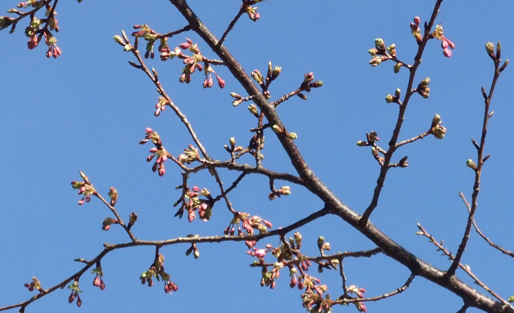 梅とメジロ....桜の開花は.._b0137932_12553372.jpg