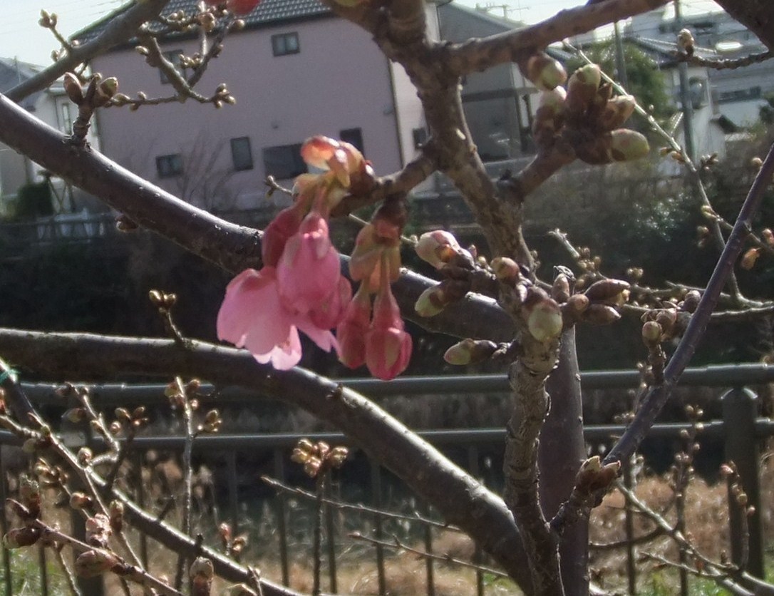 梅とメジロ....桜の開花は.._b0137932_12561370.jpg