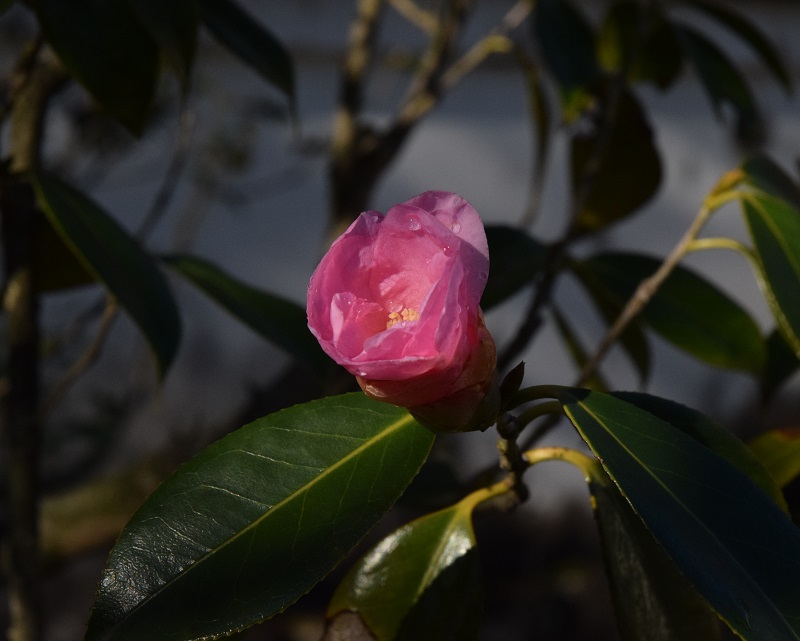 ◆花情報◆「有楽椿(うらくつばき)」開花♪_a0134734_1582921.jpg