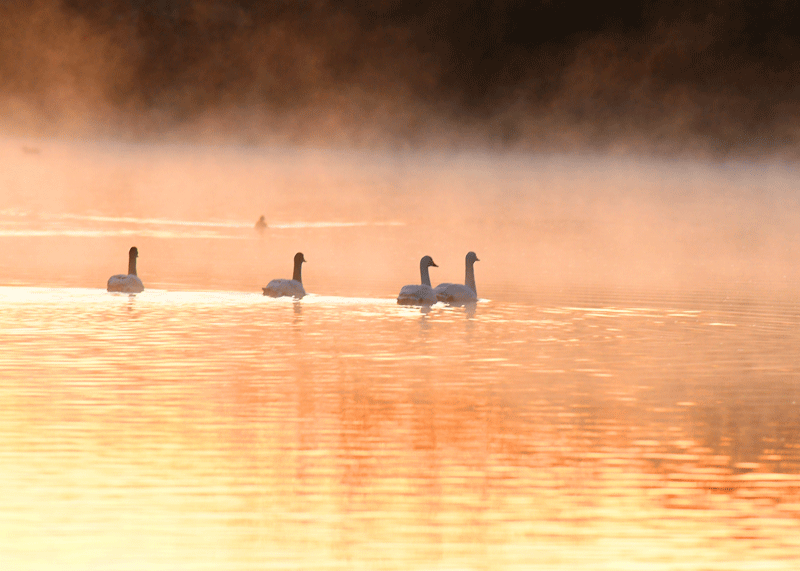 d0290240_16492820.gif